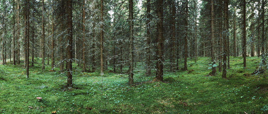 View Of Spruce Forest, Joutseno Photograph by Panoramic Images