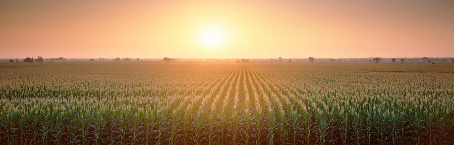 View Of The Corn Field During Sunrise Photograph by Panoramic Images