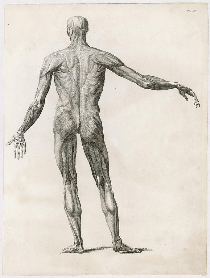 View Of The Muscles In The Human Body Drawing by Mary ...