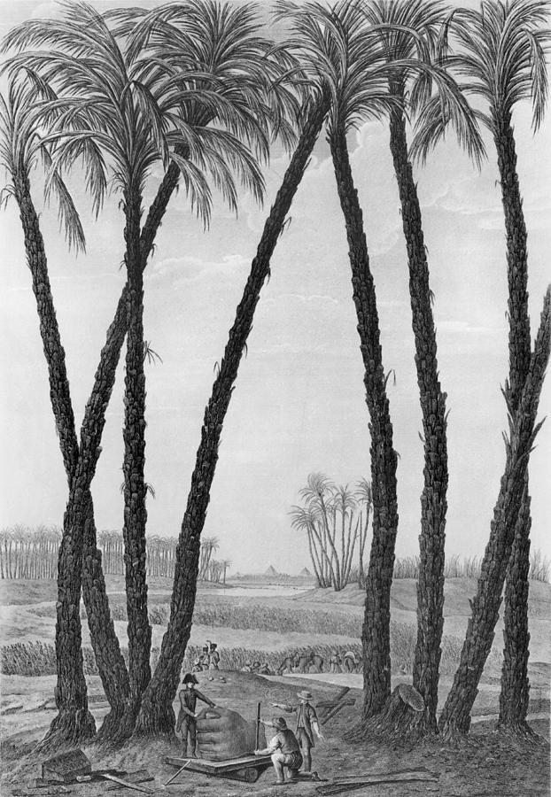 Landscape Drawing - View of the ruins of Memphis seen from the south east by Jean Louis Delignon