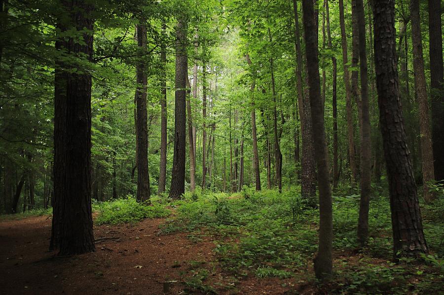 View Of Trees In Forest Photograph by Morgan Sarkissian / EyeEm View Of Trees In Forest Photograph by Morgan Sarkissian / EyeEm