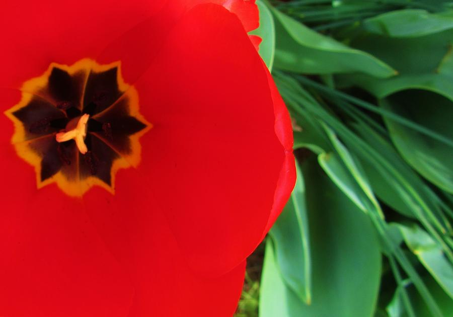 View of Tulip Photograph by Jeannie Allerton