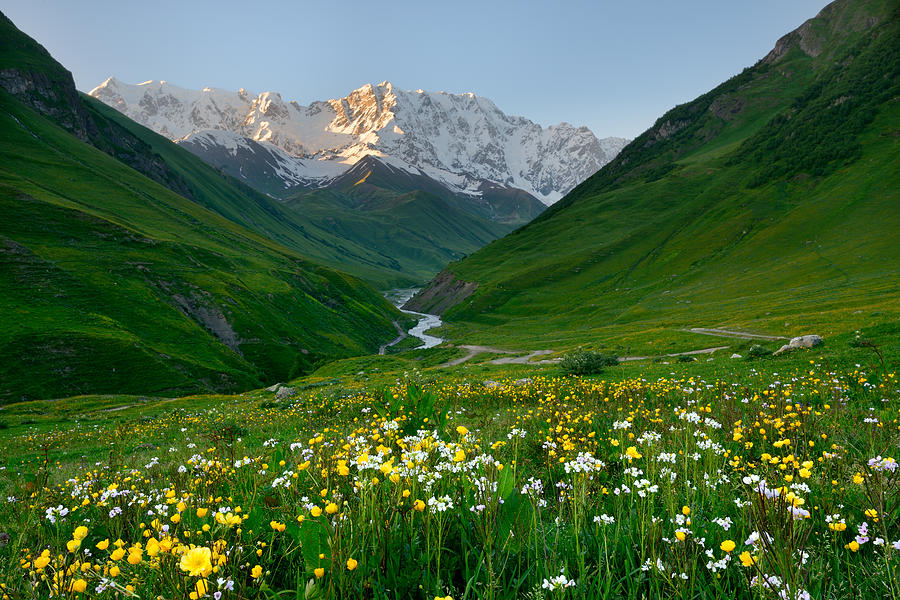 View of wildflower meadow and Shkhara mountain, Ushguli village, Svaneti, Georgia Photograph by Yevgen Timashov