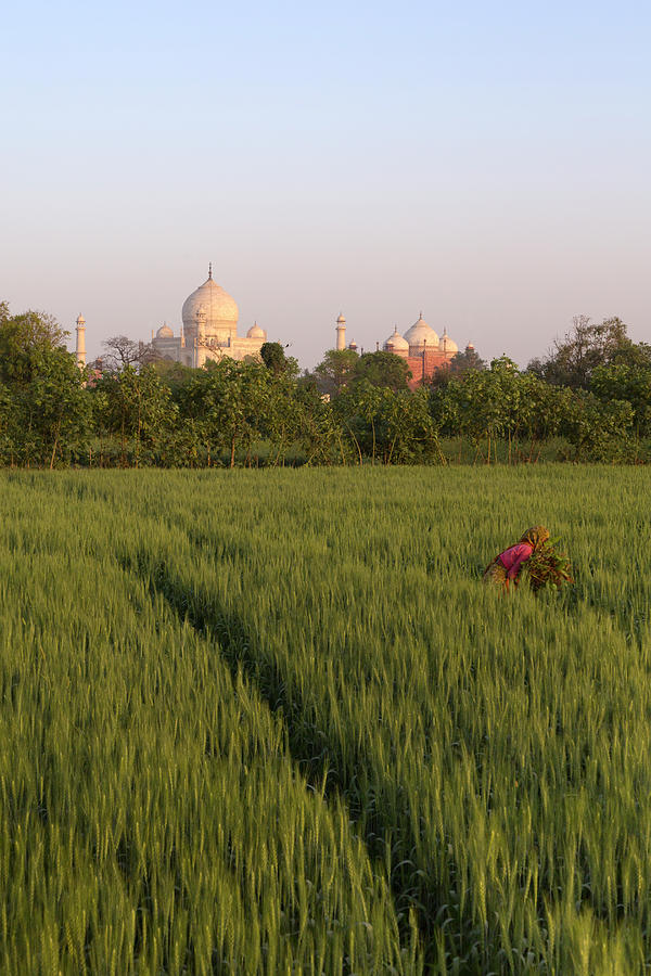 View Over Fields To Taj Mahal Photograph by Adrian Pope