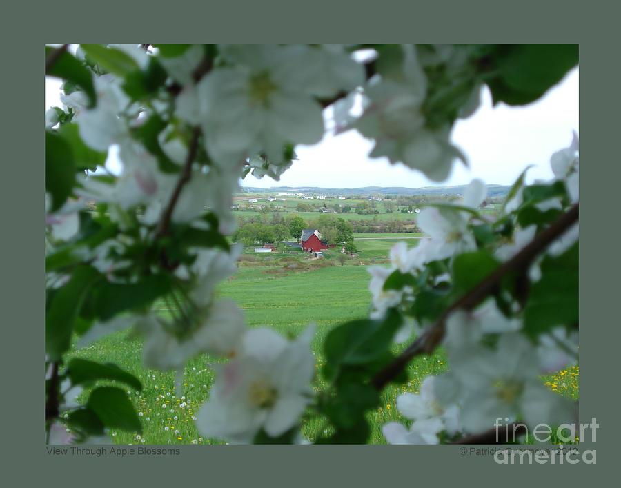 View Through Apple Blossoms Photograph by Patricia Overmoyer