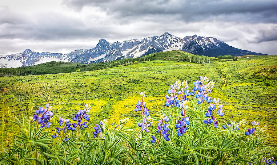 View Through Lupines Photograph by Rick Wicker