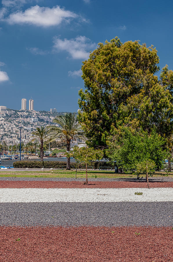 Tree Photograph - View to Haifa by Sergey Simanovsky
