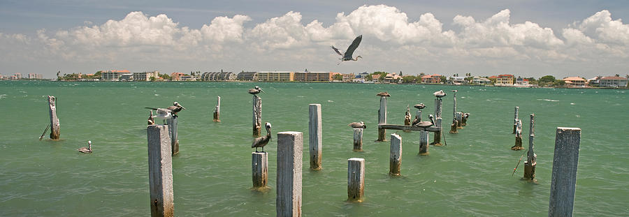Nature Photograph - View Toward Cabbage Key From St by Panoramic Images