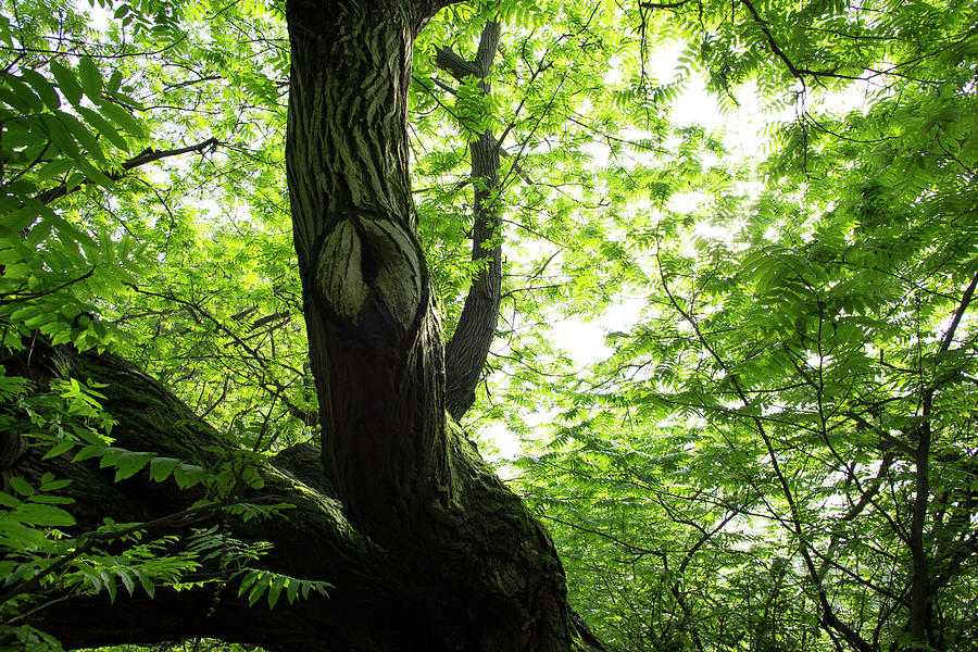 View Upwards Through Hardwood Forest In Photograph by Ascentxmedia