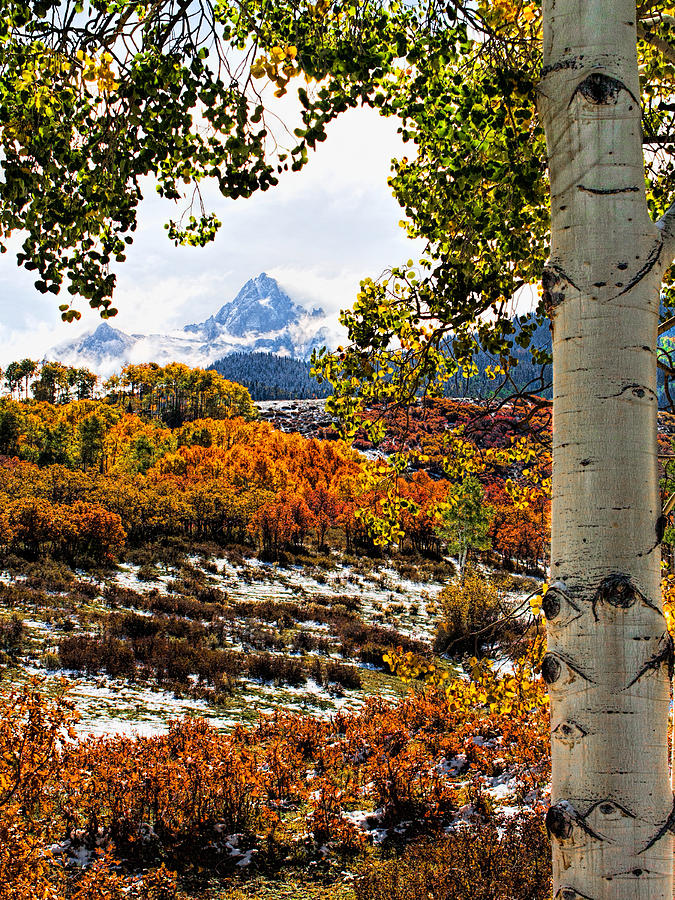 Viewed Through the Aspen Leaves Photograph by Rick Wicker