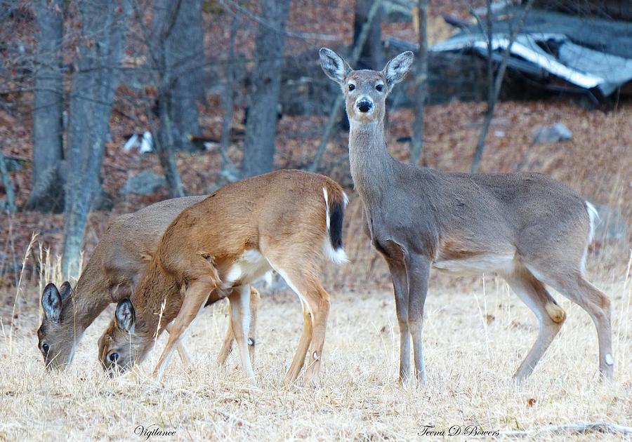 Vigilance Photograph by Teena Bowers