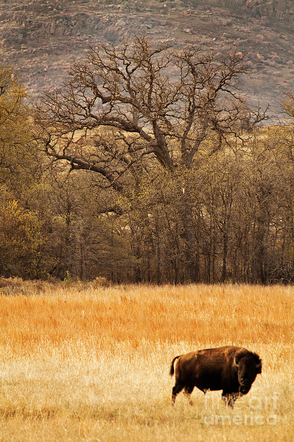 Vigilant Photograph by Iris Greenwell