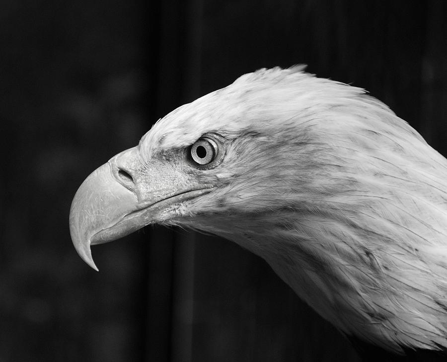 Bird Photograph - Vigilant by John Schneider