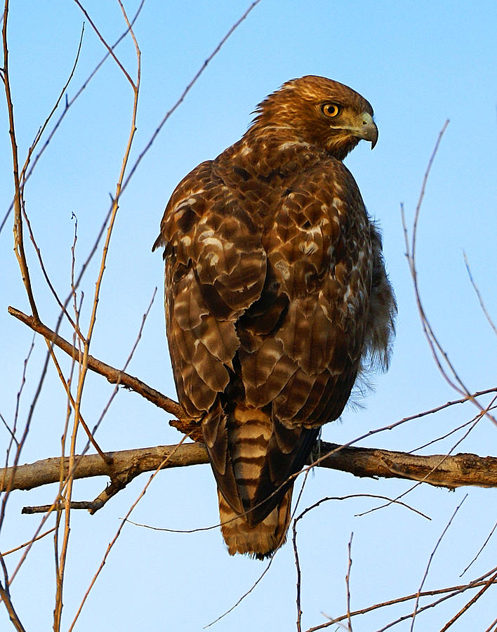 Vigilant Red-tailed Hawk  Photograph by Abram House