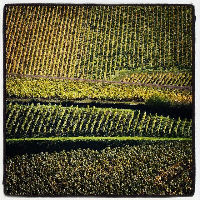 Nature Photograph - #vignes #vineyards #chablis #yonne by Celine Biz