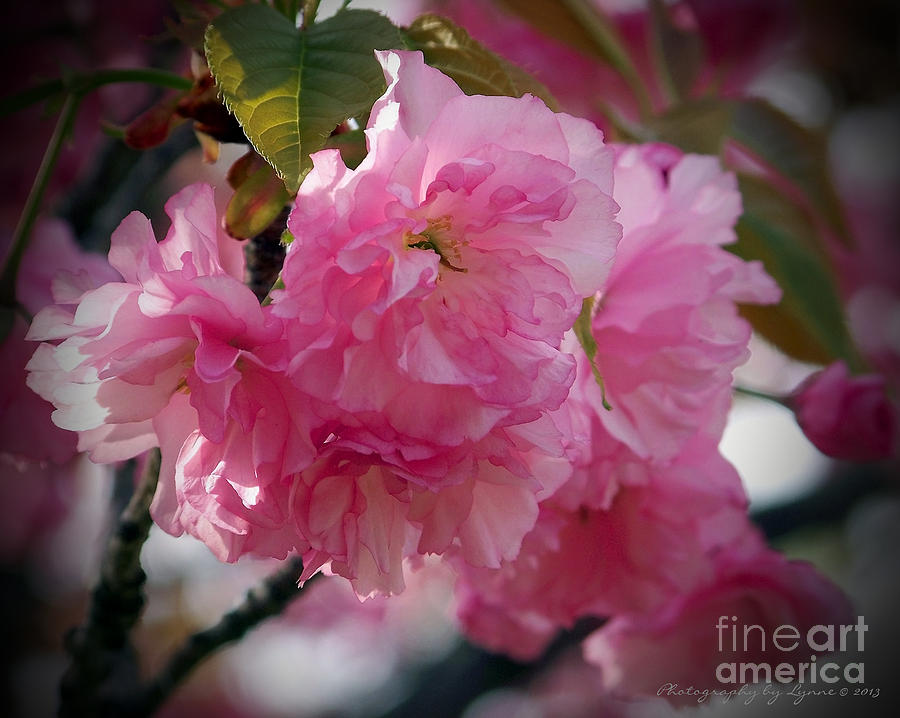 Vignette Cherry Blossom Photograph