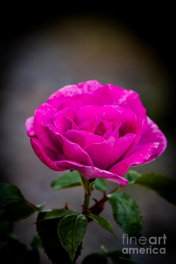 Vignetted Pink Rose Photograph by Robert Bales
