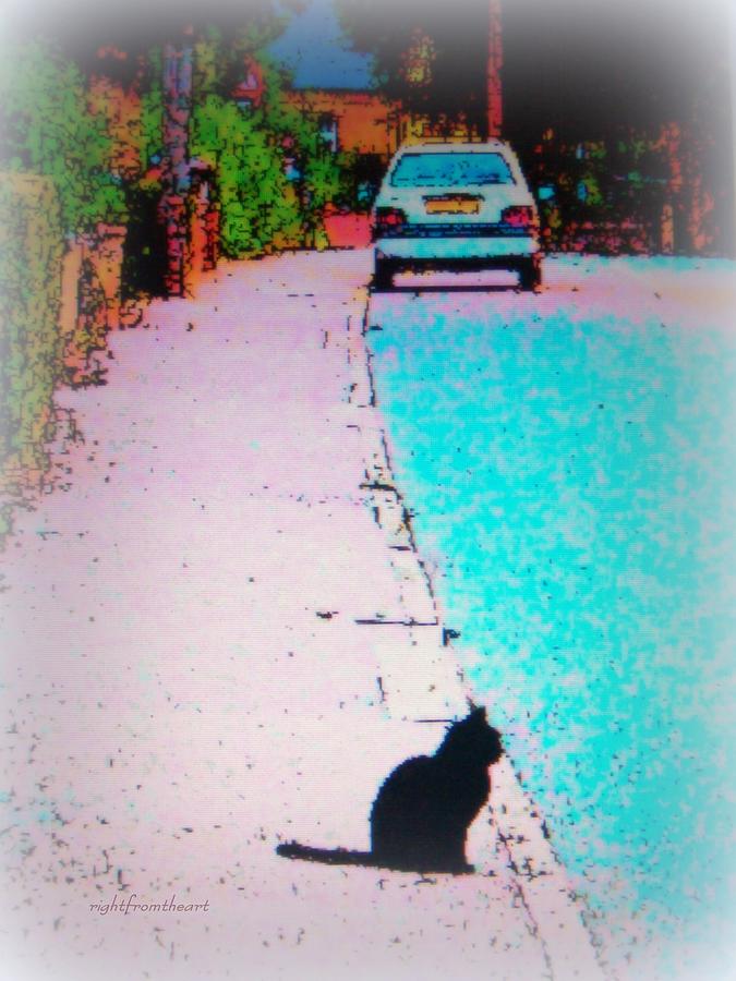 Cat Photograph - The Village cat by Bob and Kathy Frank