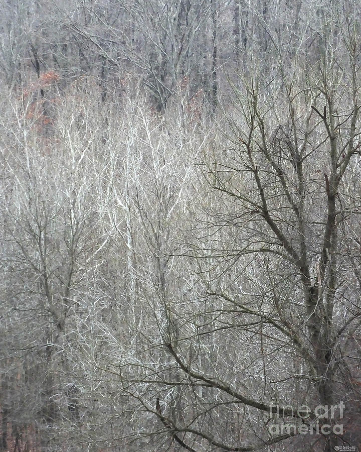 Village Creek Winter Forest 1 Photograph by Lizi Beard-Ward