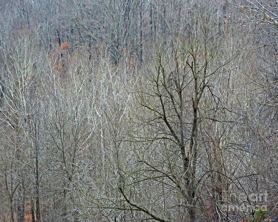 Village Creek Winter Forest 2 Photograph by Lizi Beard-Ward