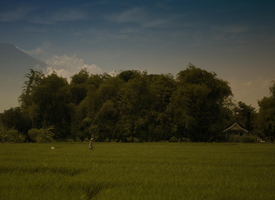 Village Rice Fields Photograph by Miguel Winterpacht