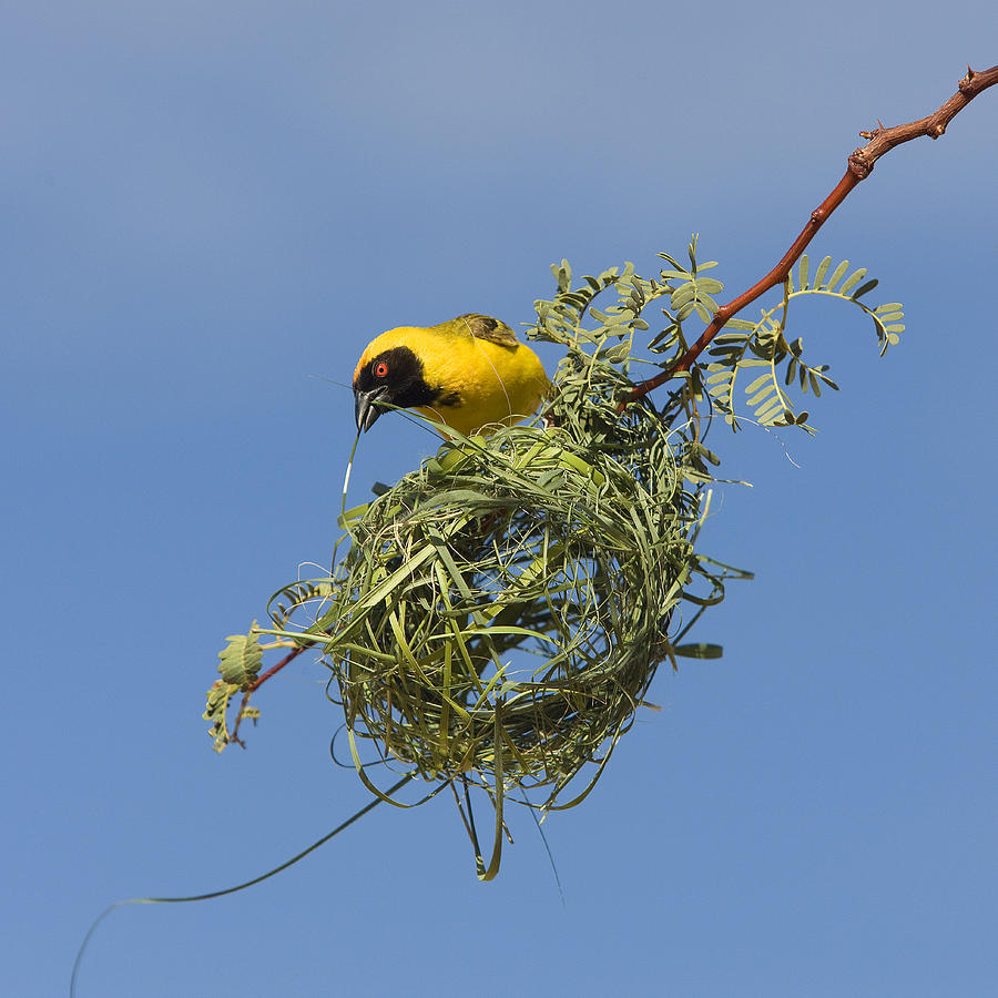 Village Weaver At Nest Photograph by Jean-Michel Labat - Pixels