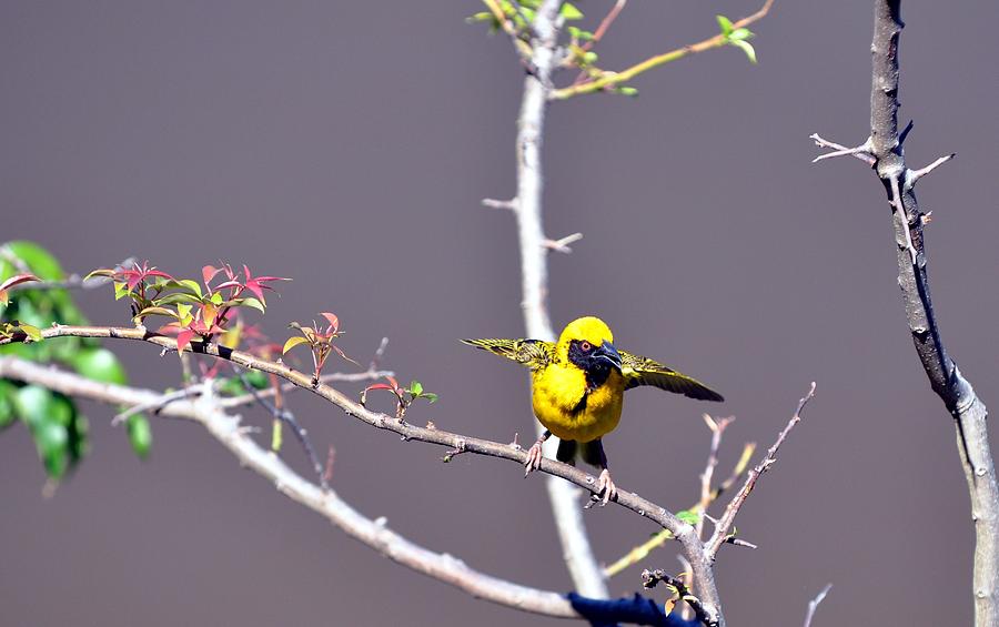 Village Weaver Bird Male Displaying Photograph by Kevin Thomas - Pixels