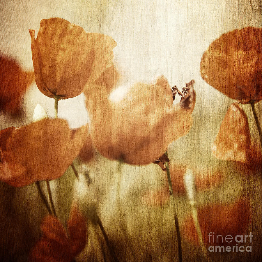 Vintage poppy flowers field Photograph by Anna Om