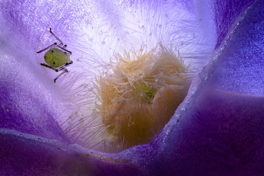 Flower Photograph - Vinca Bug by Jean Noren