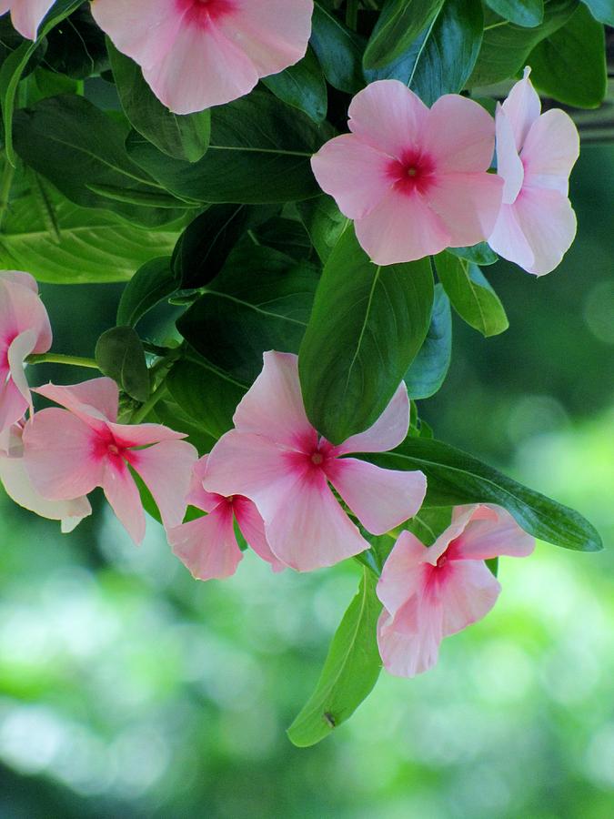 Vinca Flowers on a Sunny Afternoon Photograph by Michele Napier-Berg ...