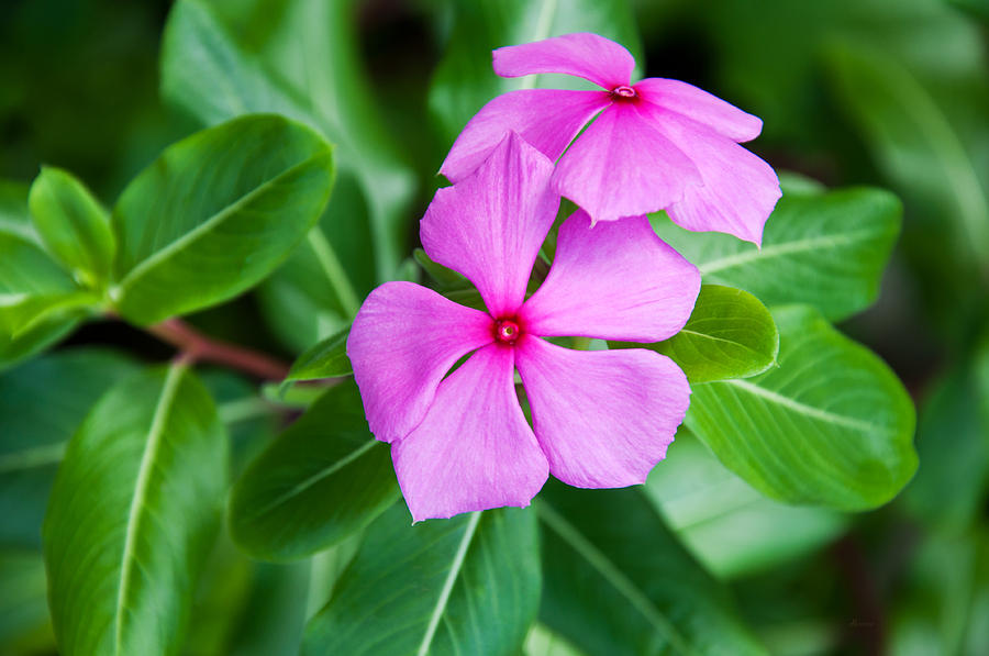 Vinca For Two Photograph by Donna Proctor