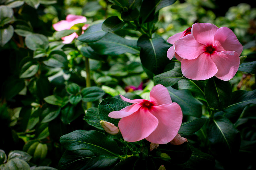 Madagascar Periwinkle Photograph - Vinca Rosea Singapore Flower by Donald Chen Madagascar Periwinkle Photograph - Vinca Rosea Singapore Flower by Donald Chen