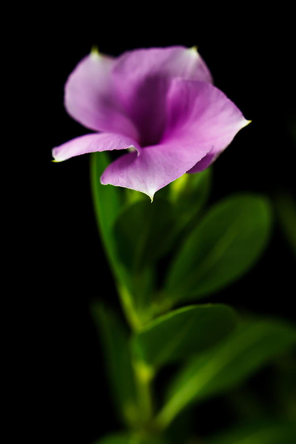 Flower On Black Photograph - Vinca Subtle by Mario Morales Rubi