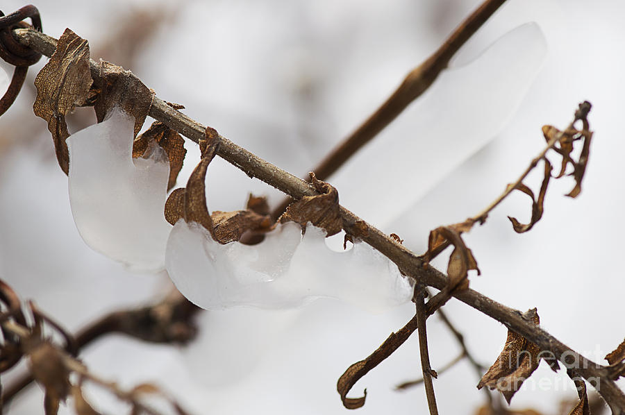 Vine and Ice Photograph by JT Lewis