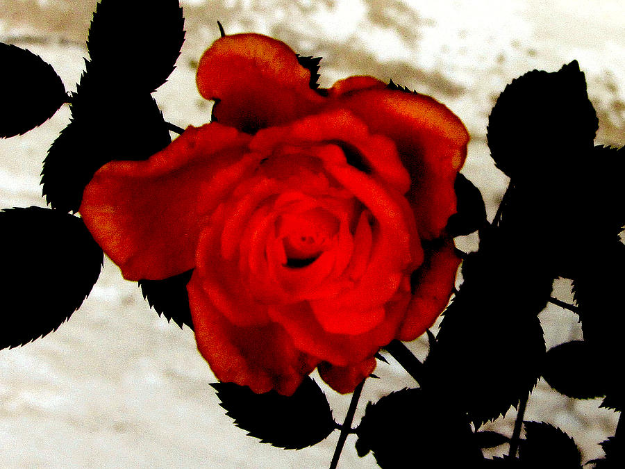 Vine and Rose 3 Photograph by Gayle Price Thomas