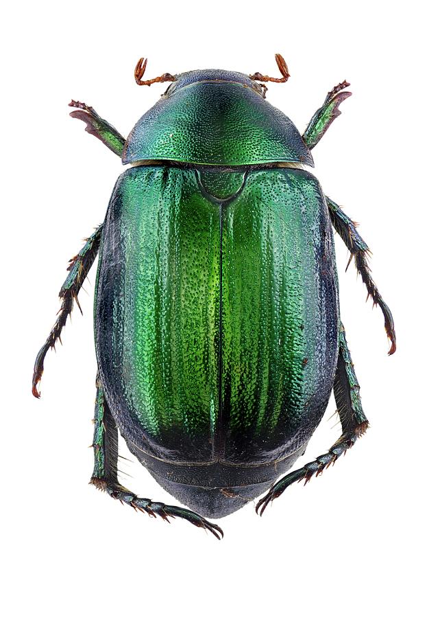 Vine Chafer Beetle Photograph by F. Martinez Clavel