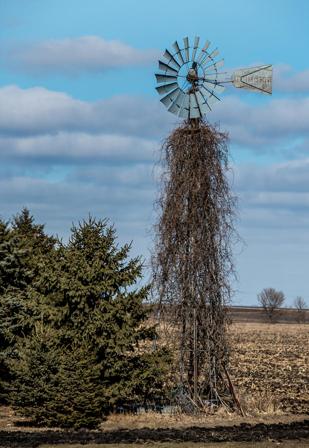 Vintage Photograph - Vine Covered windmill by Paul Freidlund
