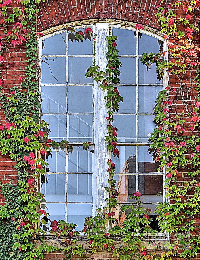 Vine Covered Window Photograph by Janice Drew