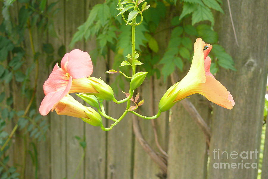 Vine Flower Photograph by Betsy Cotton - Fine Art America