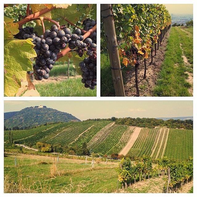 Grape Photograph - #vine #grapes #austria #wienn #green by Anna Laine