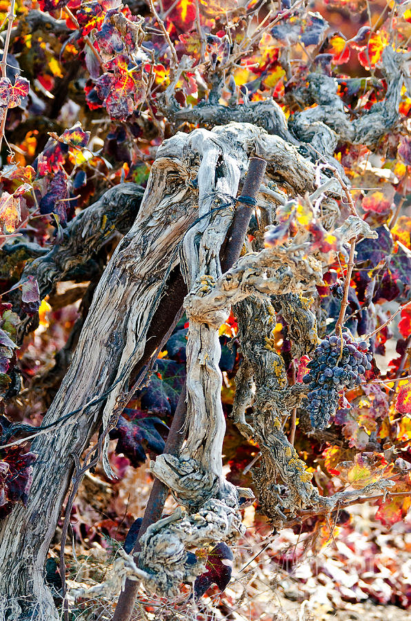 Vine in autumn Photograph by Arik Baltinester