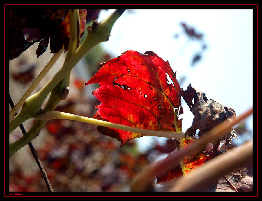 Vine leaf at fall. 02 Photograph by Arik Baltinester