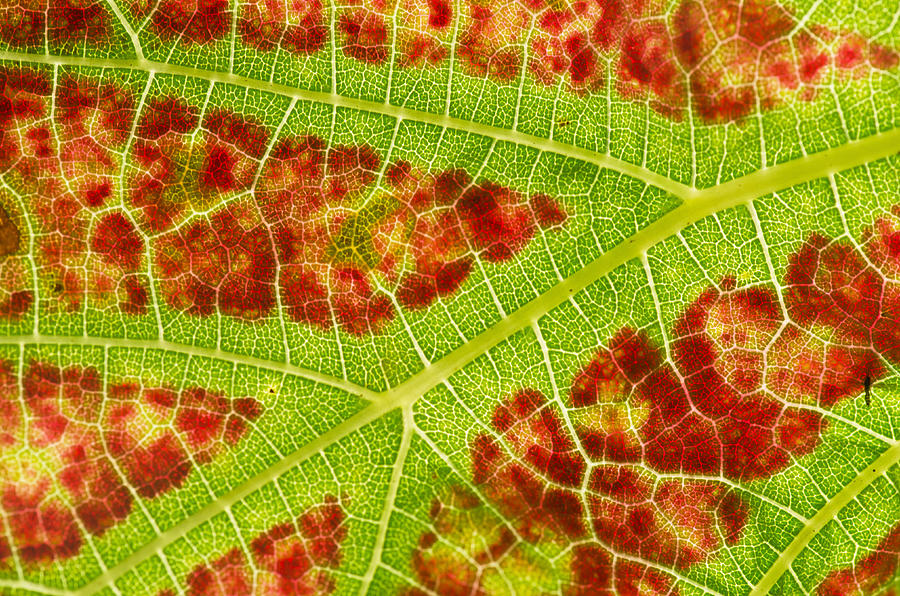 Vine leaf close-up Photograph by Pete Hemington