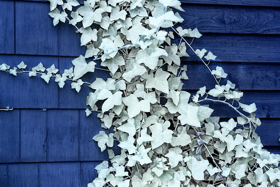 Vine Leaves against a Blue Wall Photograph by Randall Nyhof