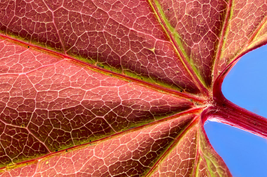 Vine Maple Leaf Close up Photograph by Jean Noren