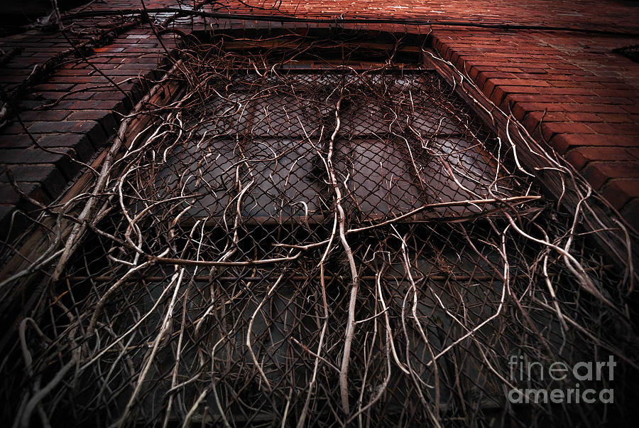 Pittsburgh Photograph - Vine of Decay 1 by Amy Cicconi