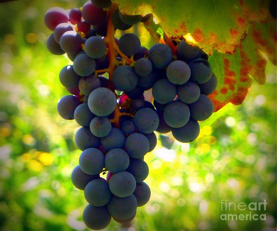 Vine Purple Grapes  Photograph by Susan Garren