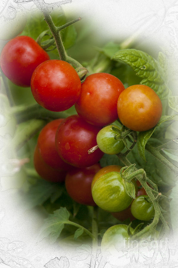 Tomato Photograph - Vine Ripe by Bob Zuber