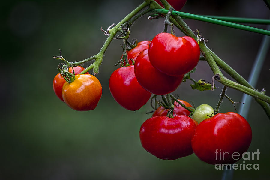 Home Garden Photograph - Vine Ripe Goodies  by Marvin Spates