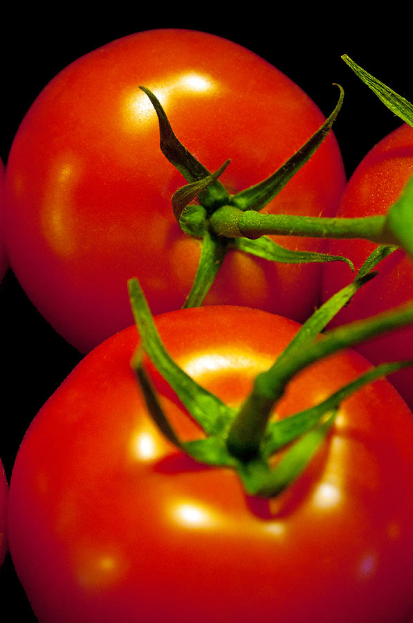 Tomato Photograph - Vine Ripe by Tikvahs Hope